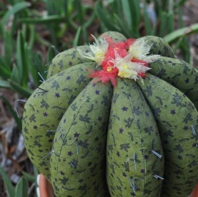 patchgraci-cactus-primavera-ii